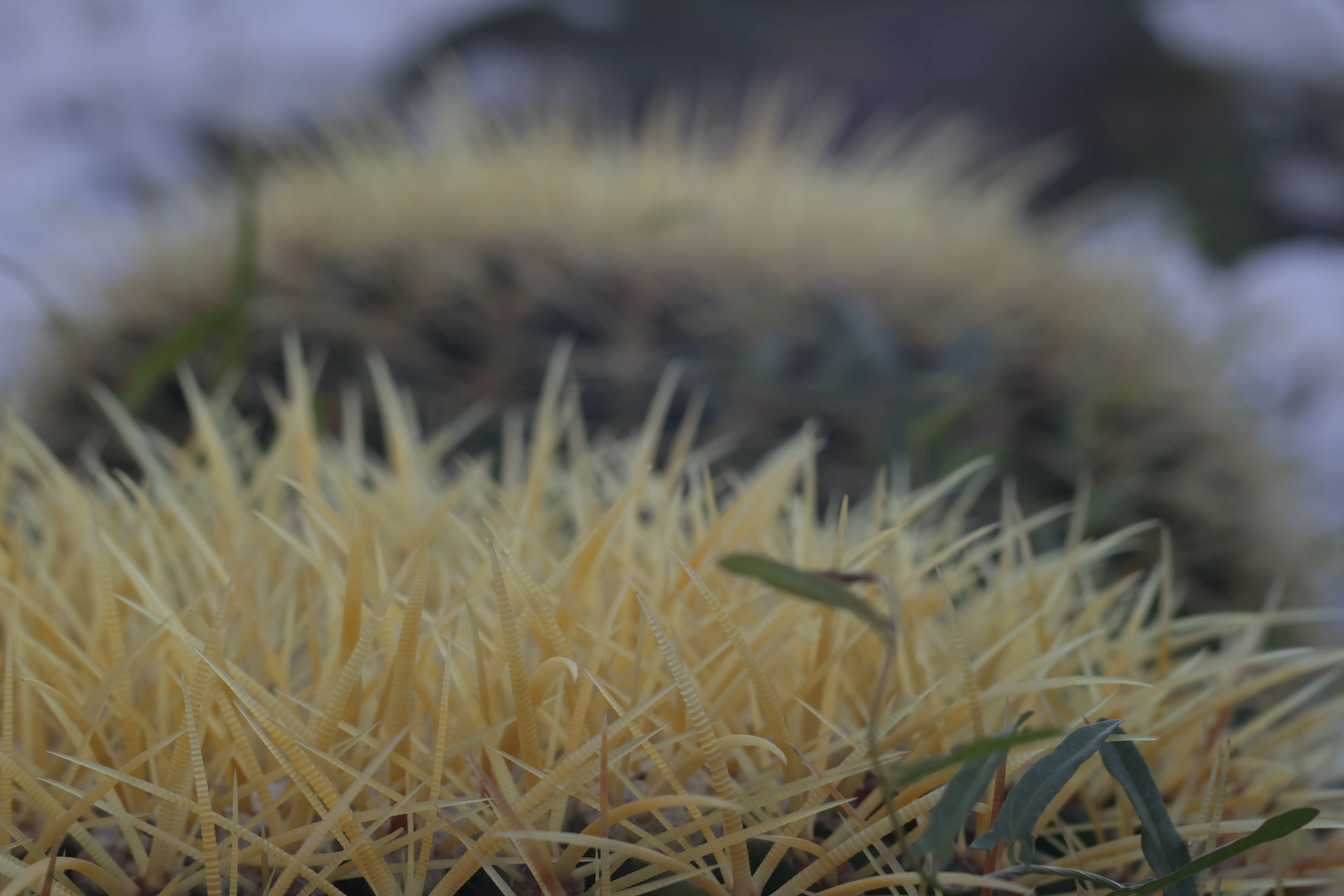 Zenith Helios-77M-4 1,850 (VOMZ) - _I4A1261.webp